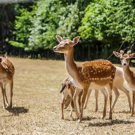 Ingeborg Maison d'hôtes 3*
